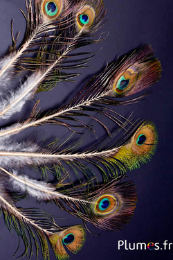 Pfau blau Miniatur Goldkiel - 15-25 cm - natur